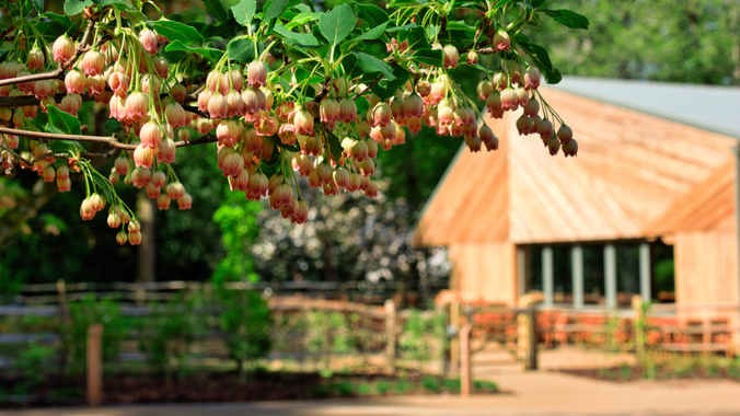 An inviting photo featuring a tree branch extending across the upper left portion of the image, heavily laden with clusters of small, bell-shaped flowers. In the background a section of a wooden clad building which it out of focus.
